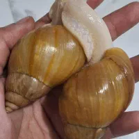 حلزون، حراج حلزون اچاچیتیا مولد