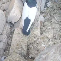 نرسینه سیاه|پرنده|سیدان, |دیوار