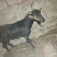 گوسفند خوب