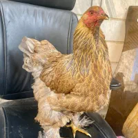 مرغ برهما اصیل اصیل