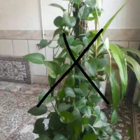 گل ذرتی شاداب|گل و گیاه طبیعی|شیراز, شهرک مهدی‌آباد|دیوار