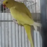 طوطی ملنگو زردنر.‌.سبزماده..فنچ مصری