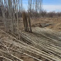 اگه رشد می‌خوای،صنوبر بهترین انتخابه
