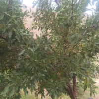 سلام زمین باغ درخت انگور