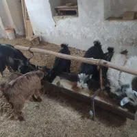 بزغاله بز بره کره دوبور گوسفند