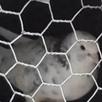 کبوتر گمشده