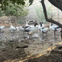 غاز