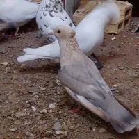 دو موشی طلایی نر|پرنده|فردوس (خراسان), |دیوار