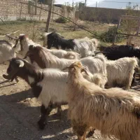 بزغاله پروار چاغ