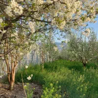 باغچه-200-متری-بساز-استفاده-کن-دنج-دماوند