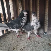 گلین قصری کاکول