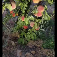 فروش یااجاره ۱واحد دامداری در مجتمع دامداران بروجن|فروش دفتر صنعتی، کشاورزی، تجاری|بروجن, |دیوار