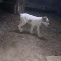 سگ خراسانی|سگ|شیروان (خراسان), |دیوار