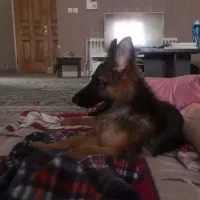 سگ ژرمن|سگ|کرج, گوهردشت|دیوار