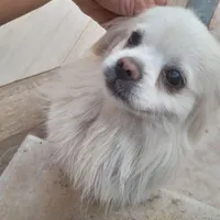 سگ اشپیتز نر وماده