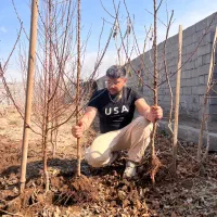 نهال زردالو انبه ای اصل