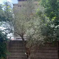 فروش خانه ویلایی نیاز به بازسازی در عینک امام حسین|فروش خانه و ویلا|رشت, نخودچر|دیوار