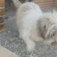 پاپی نر|سگ|فلاورجان, |دیوار