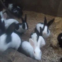 حراج خرگوش|موش و خرگوش|مهاباد (آذربایجان غربی), |دیوار