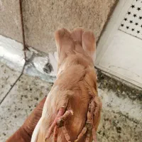 سینه زرد|پرنده|شیراز, شهرک گلها|دیوار