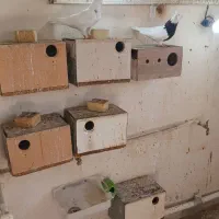 مرغ عشق معمولی و پروانیی|پرنده|بندر ماهشهر, |دیوار