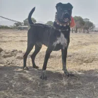 توله سرابی ۱۳ ماه