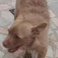 واگذاری دو سگ گرگی ماده وتیریر پیت پول نرعقیم شده