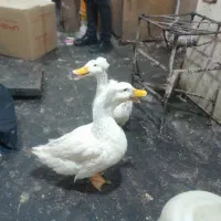 فروش حیوانات