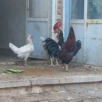 حیوانات