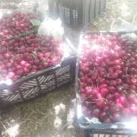 آلبالو وگیلاس فرنگی گلمکان