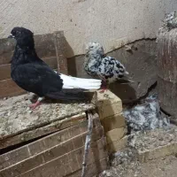 اشعل|پرنده|باوی, |دیوار