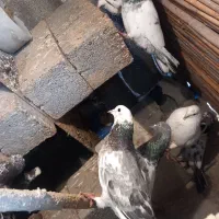 کبوتر|پرنده|سیمین شهر, |دیوار