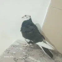 کفتر.پرشی.غرببگیری|پرنده|باقرشهر, |دیوار