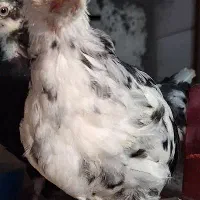 تخم مرغ نطفه دار|حیوانات مزرعه|اردبیل, |دیوار