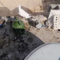 یه جفت کفتر آلمانی مسافتی