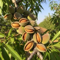 سرمایه‌گذاری امن باغ گردو با سود بلندمدت