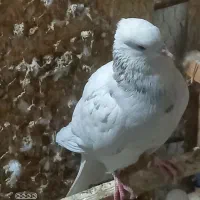 کفتر خوب|پرنده|تهران, سجاد|دیوار