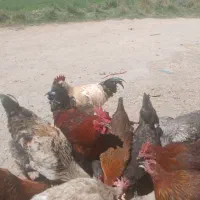 خروس فروشی|حیوانات مزرعه|مهاجران, |دیوار