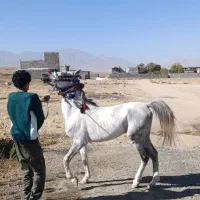 اسب سفید|اسب و تجهیزات اسبسواری|خرمآباد, |دیوار