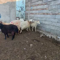 ۶عددگوسفندآبستن جوان|حیوانات مزرعه|مشگین شهر, |دیوار