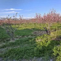 یک باغ 750متری تنکمان علی سعدی باآب