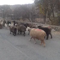 ۷عدد میش ابستن و ۱ کاوه قوچ افشار