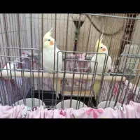 عروس هلندی|پرنده|شیراز, باباکوهی|دیوار