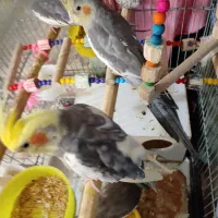 عروس هلندی سخنگو|پرنده|پاوه, |دیوار