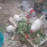 ۳ تا خرگوش اهلی