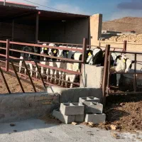 گاوداری