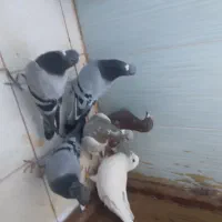 کفتر المانی|پرنده|قوچان, |دیوار