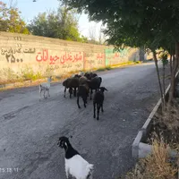 بره نر بز سانن میش|حیوانات مزرعه|ماهدشت, |دیوار
