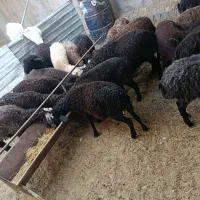 گوشت بره نره لار (ییلاق)زنده با قصاب|حیوانات مزرعه|تهران, فرمانیه|دیوار