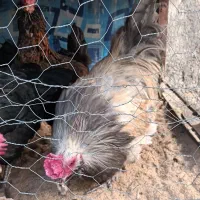 خروس آمریکایی|حیوانات مزرعه|مشهد, محمدآباد|دیوار